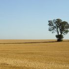 Ein Baum im Kornfeld