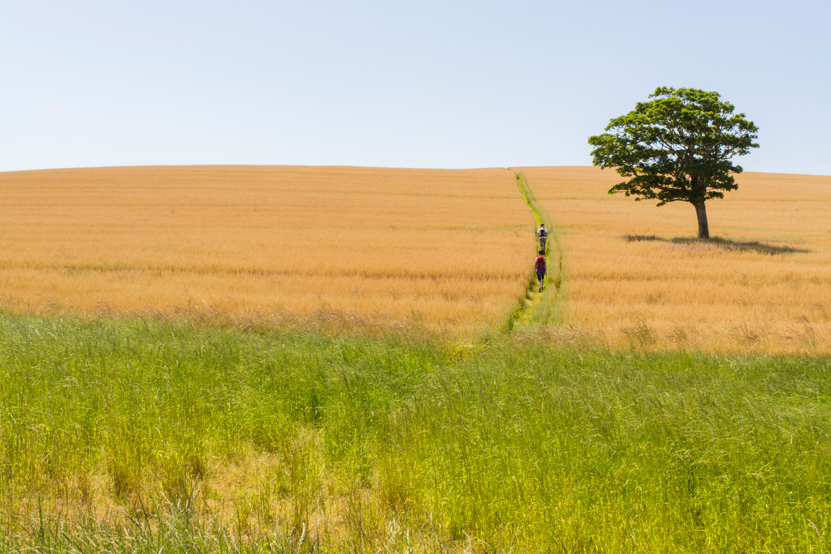 Ein Baum im Kornfeld