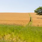 Ein Baum im Kornfeld