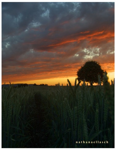 ein baum im kornfeld