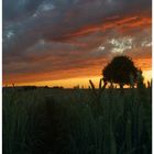 ein baum im kornfeld