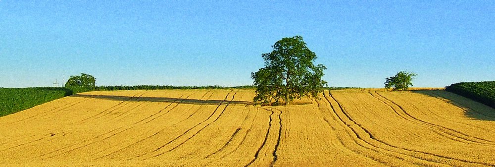 Ein Baum im Kornfeld...