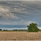 ein Baum im Kornfeld