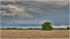 ein Baum im Kornfeld