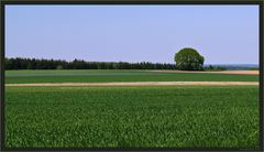 Ein Baum im Kornfeld