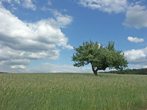 Ein Baum im Kornfeld
