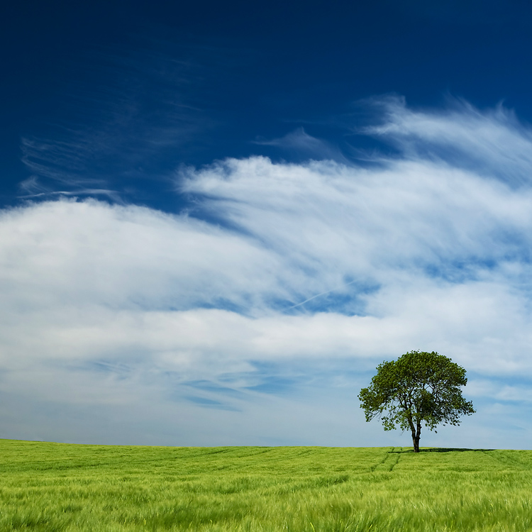 Ein Baum im Kornfeld