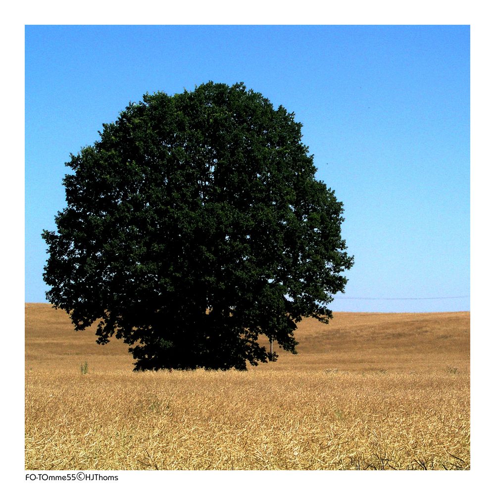 Ein Baum im Kornfeld I