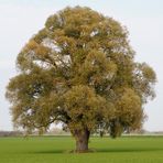 Ein Baum im Laufe des Jahres (1. November)