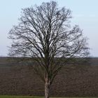 Ein Baum im Laufe des Jahres (12.02.23)