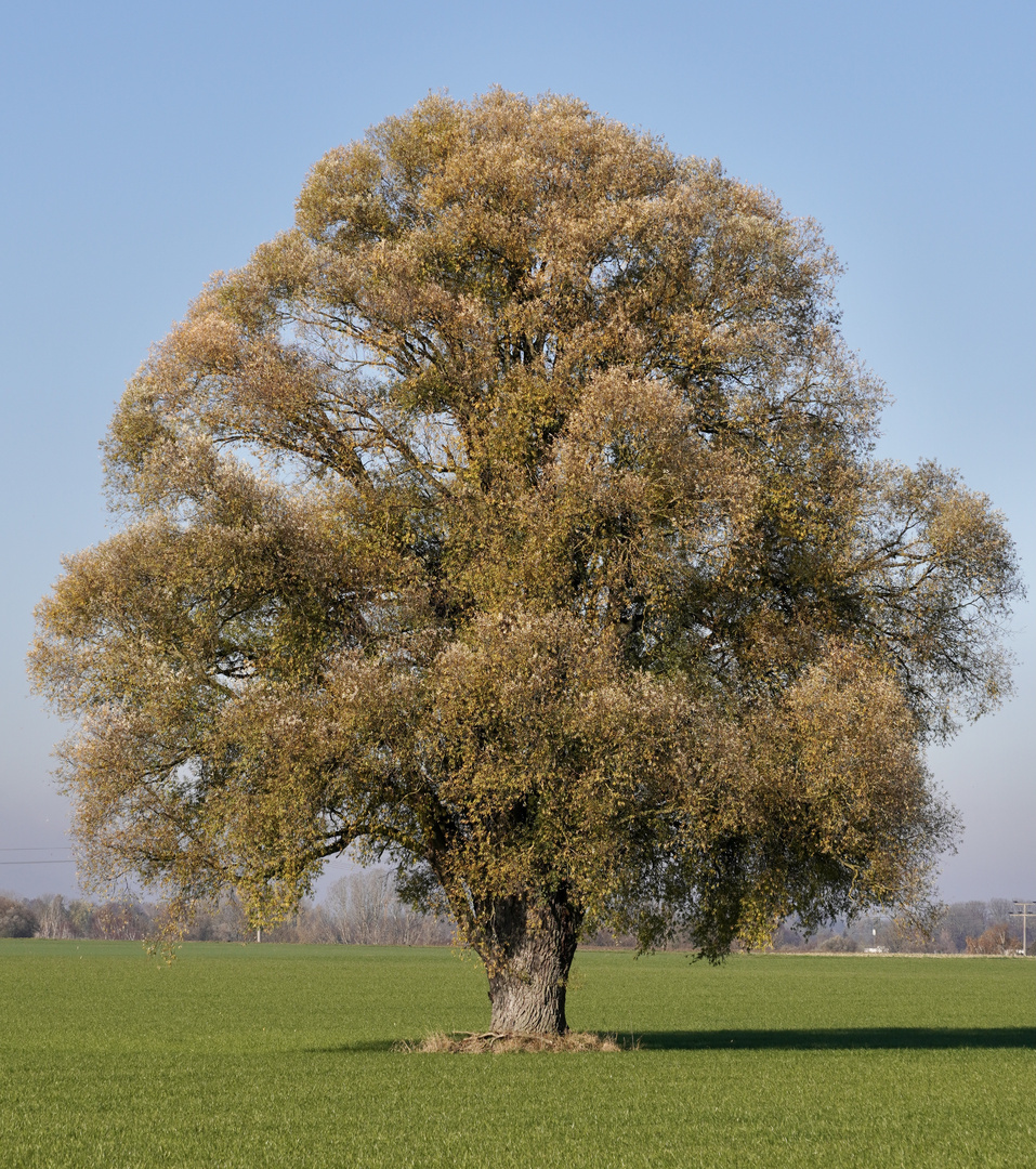 Ein Baum im Laufe des Jahres (13. November)