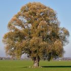 Ein Baum im Laufe des Jahres (13. November)