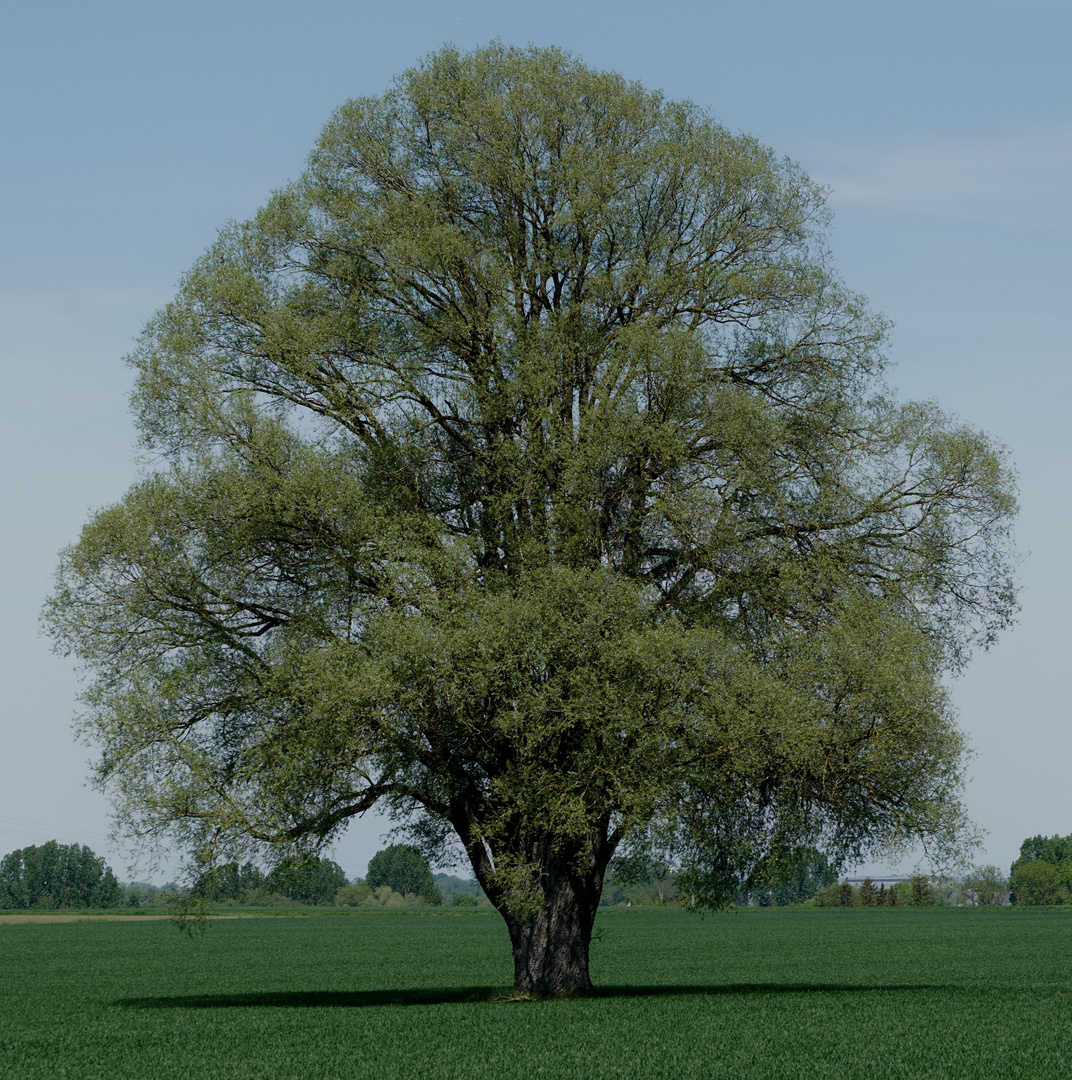 Ein Baum im Laufe des Jahres (15. Mai)