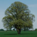 Ein Baum im Laufe des Jahres (15. Mai)