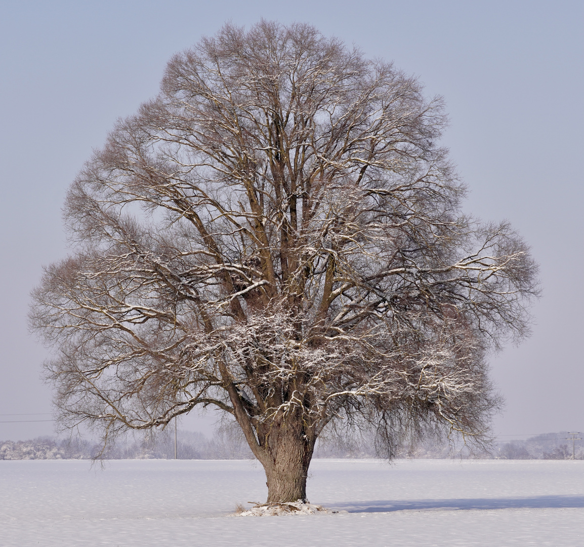 Ein Baum im Laufe des Jahres (17. Dezember)