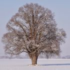 Ein Baum im Laufe des Jahres (17. Dezember)