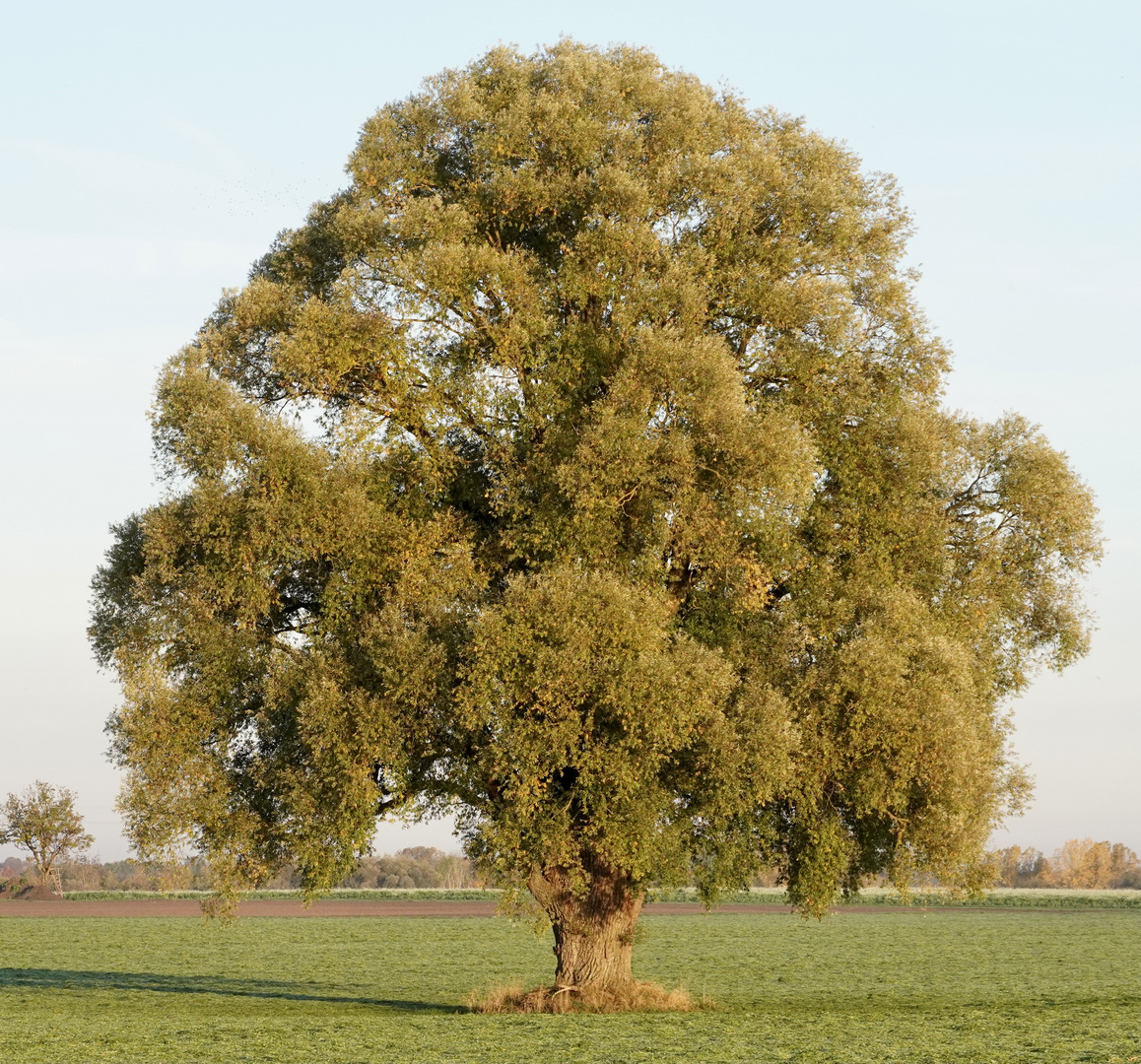 Ein Baum im Laufe des Jahres (17. Oktober)