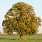 Ein Baum im Laufe des Jahres (17. Oktober)