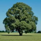 Ein Baum im Laufe des Jahres (26. Juni)