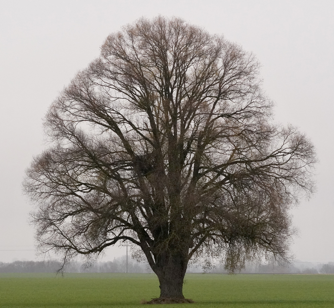 Ein Baum im Laufe des Jahres (27. November)
