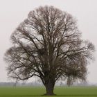 Ein Baum im Laufe des Jahres (27. November)