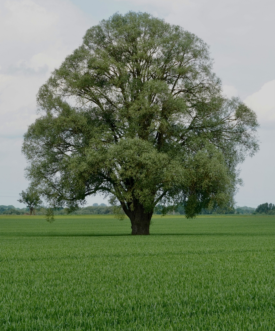 Ein Baum im Laufe des Jahres (29. Mai)