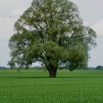 Ein Baum im Laufe des Jahres (29. Mai)