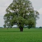 Ein Baum im Laufe des Jahres (29. Mai)