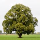 Ein Baum im Laufe des Jahres (3. Oktober)