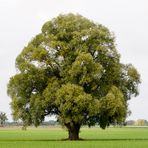 Ein Baum im Laufe des Jahres (3. Oktober)