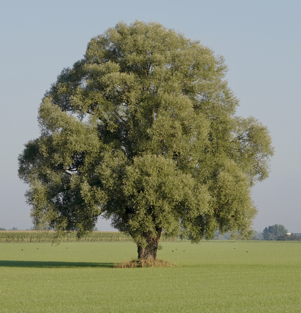 Ein Baum im Laufe des Jahres (30. August)