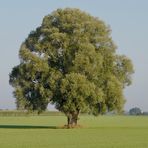 Ein Baum im Laufe des Jahres (30. August)