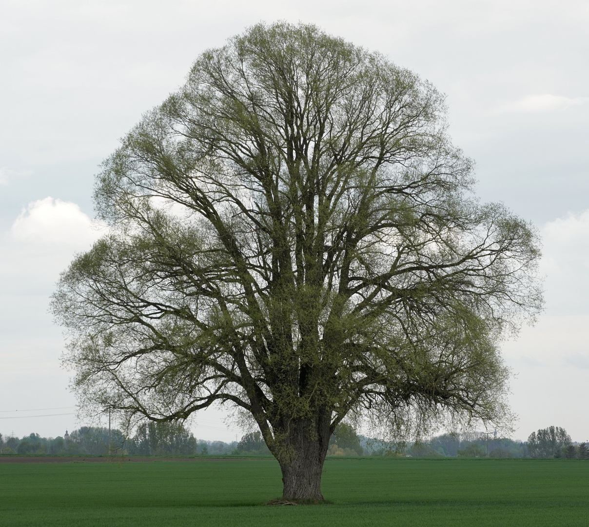 Ein Baum im Laufe des Jahres (8. Mai)