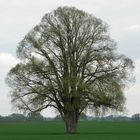 Ein Baum im Laufe des Jahres (8. Mai)