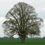 Ein Baum im Laufe des Jahres (8. Mai)