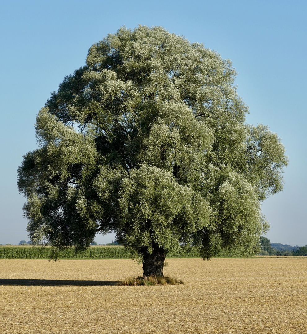 Ein Baum im Laufe des Jahres (9. August)