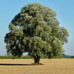 Ein Baum im Laufe des Jahres (9. August)