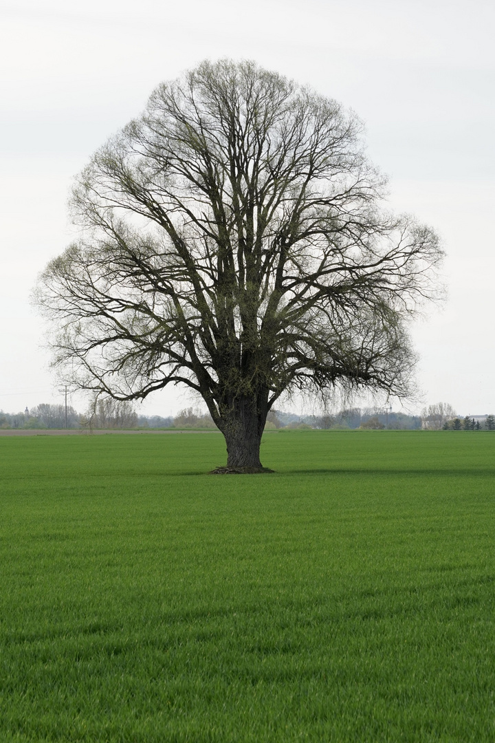 Ein Baum im Laufe des Jahres (April)