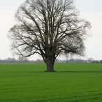 Ein Baum im Laufe des Jahres (April)