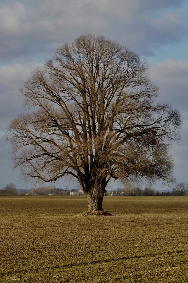 Ein Baum im Laufe des Jahres (Farbe) Januar