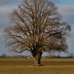 Ein Baum im Laufe des Jahres (Farbe) Januar