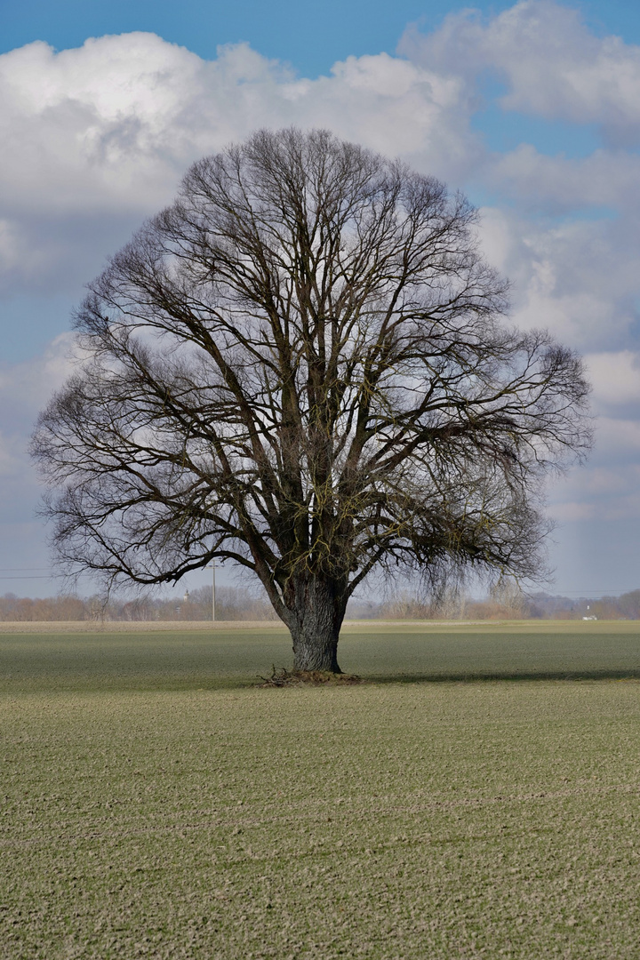 Ein Baum im Laufe des Jahres (Februar)