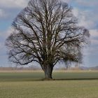 Ein Baum im Laufe des Jahres (Februar)