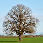 Ein Baum im Laufe des Jahres (März)