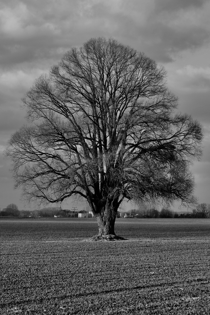 Ein Baum im Laufe des Jahres (s/w) Januar