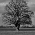 Ein Baum im Laufe des Jahres (s/w) Januar