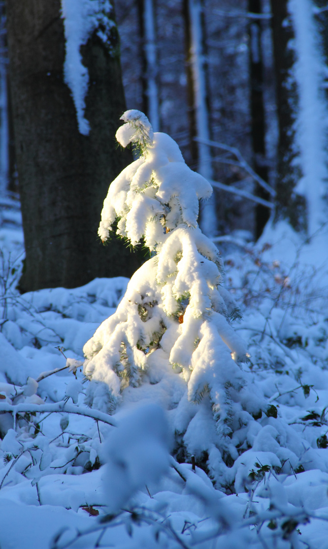 Ein Baum im Licht