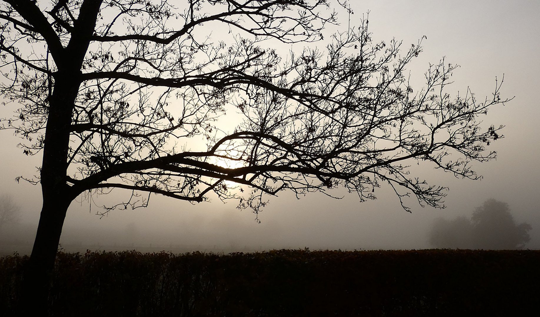 Ein Baum im Licht und Nebel