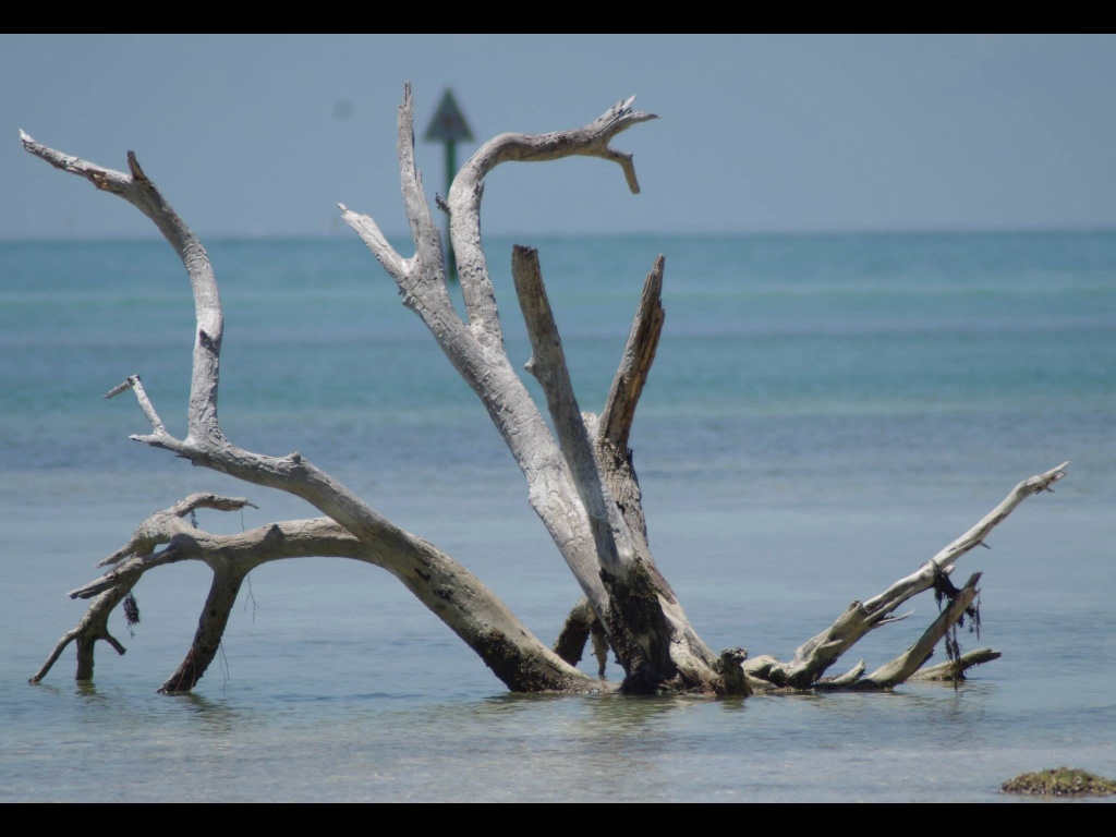 Ein Baum im Meer