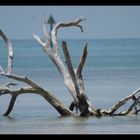 Ein Baum im Meer